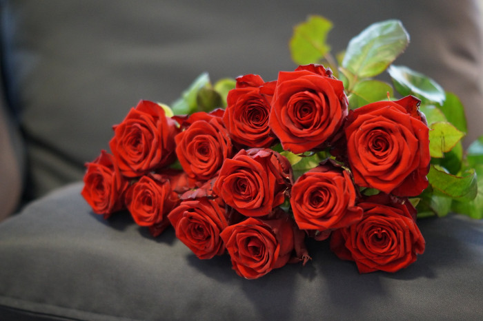 Rote Rosen Pur