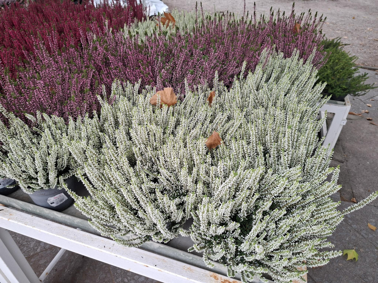 Calluna weiß