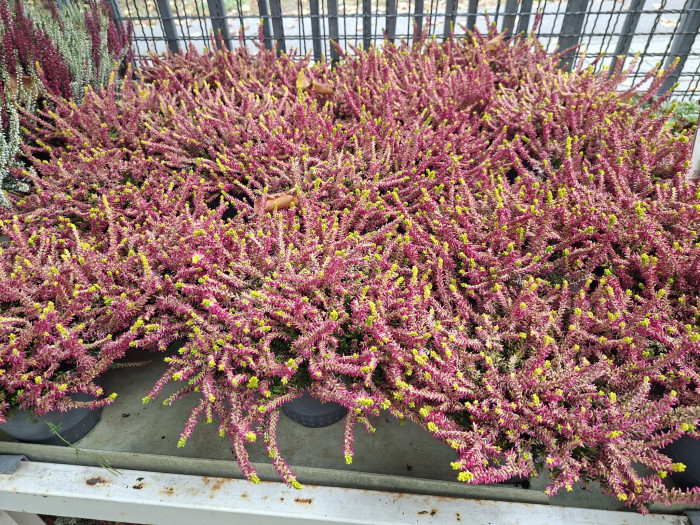 Calluna 'Golden Angie'