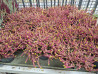 Calluna 'Golden Angie'