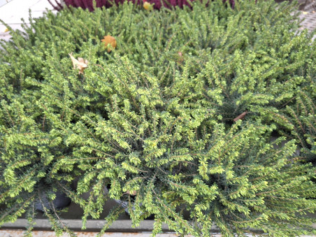 Schneeheide (Erica carnea)