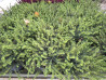 Winter heath (Erica carnea)