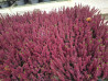 Calluna rot