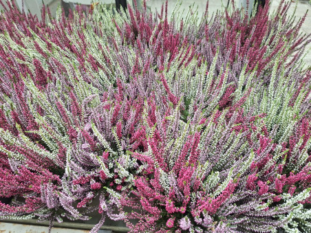 Calluna Trio