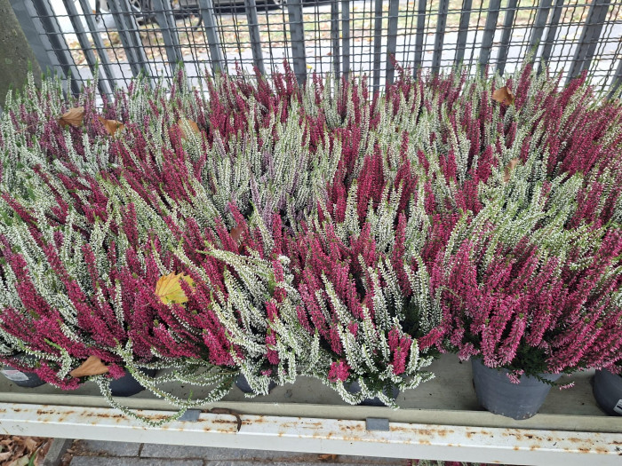 Calluna Twins