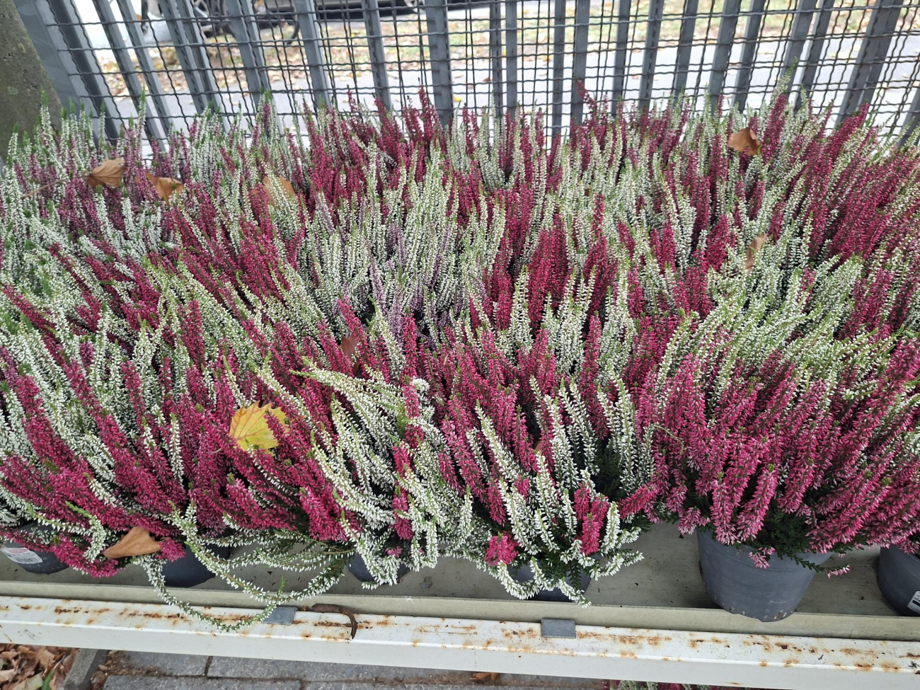 Calluna Twins
