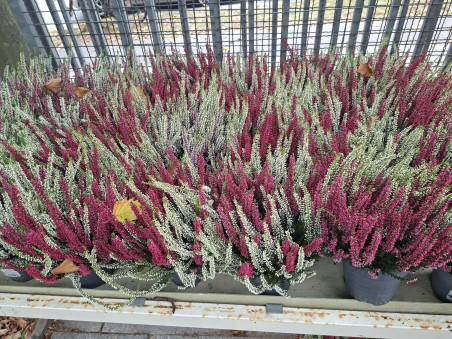 Calluna Twins