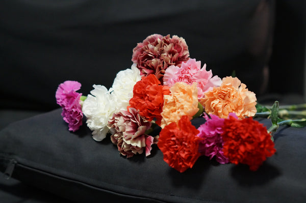 mixed carnations